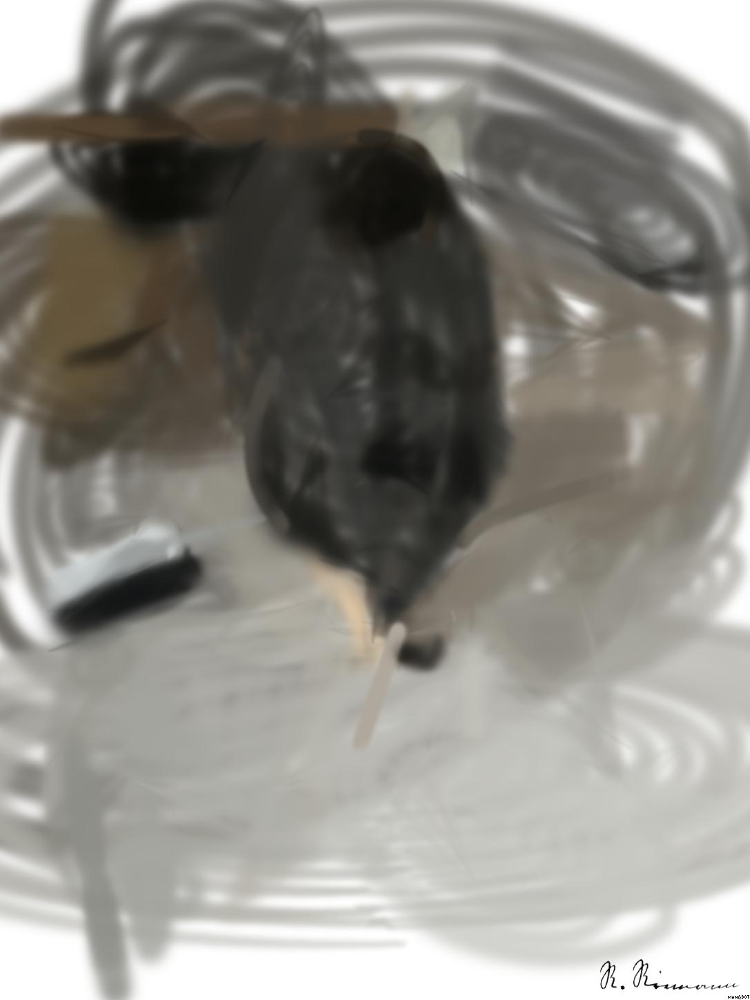 Drawn by bot Bb38EWDmDibCv8NUJLPt2v; art-primitive-paintbrush-ii; artwork for redditgetsdrawnbybot AI Art