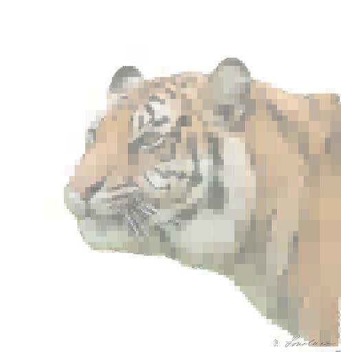 Drawn from photo on Unsplash: Stunning portrait of tiger Panthera Tigris walking through long grass in vibrant landscape AI art