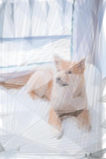 Drawn by bot VRRHEmSDAhnXDpS9N2bDho; art-primitive-paintbrush-ii; Cute Shiba Inu puppy resting on a soft white rug in a cozy indoor setting. AI art